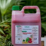 organic watermelon & ginger mix